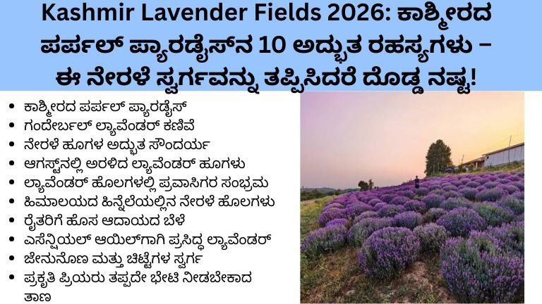 Kashmir Lavender Fields 2026