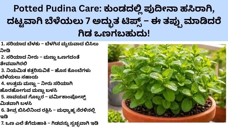 Potted Pudina Care