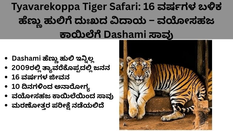 Tyavarekoppa Tiger Safari